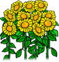 Lopburi Sunflower Field