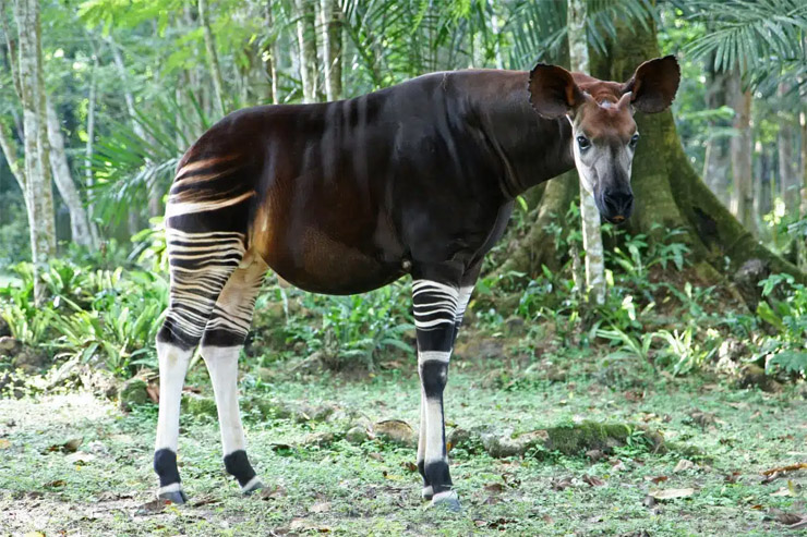 Okapi Wildlife Reserve