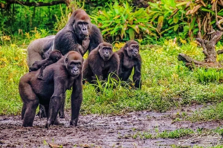 Odzala-Kokoua National Park