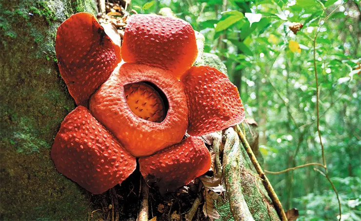 Rafflesia