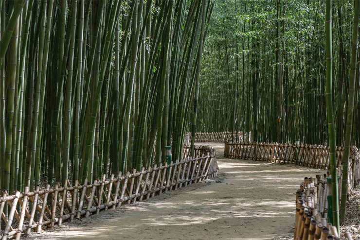 simlibamboo